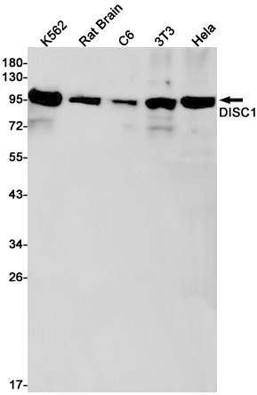 DISC1 Antibody