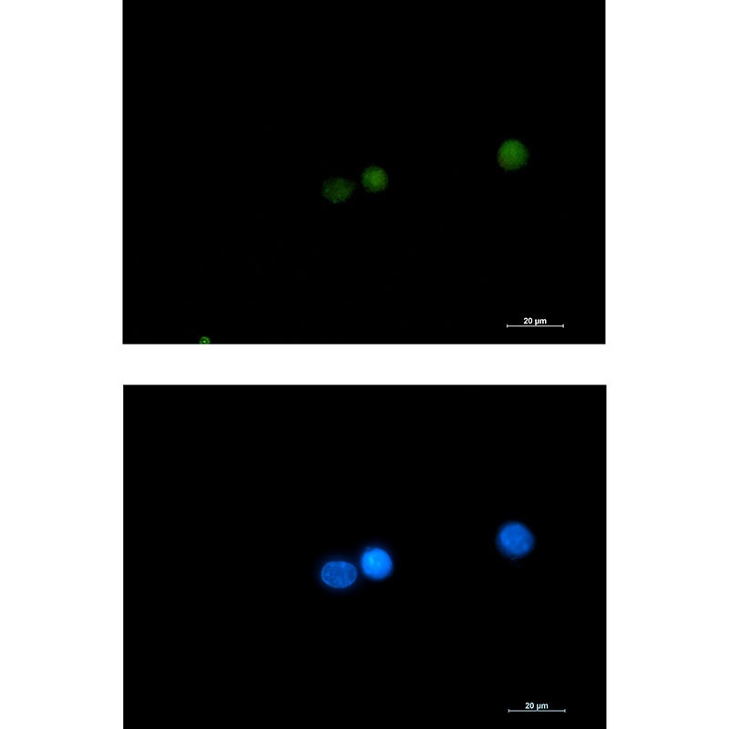 DGCR8 Antibody