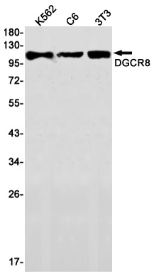 DGCR8 Antibody