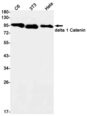 CTNND1 Antibody