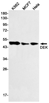DEK Antibody