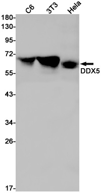 DDX5 Antibody