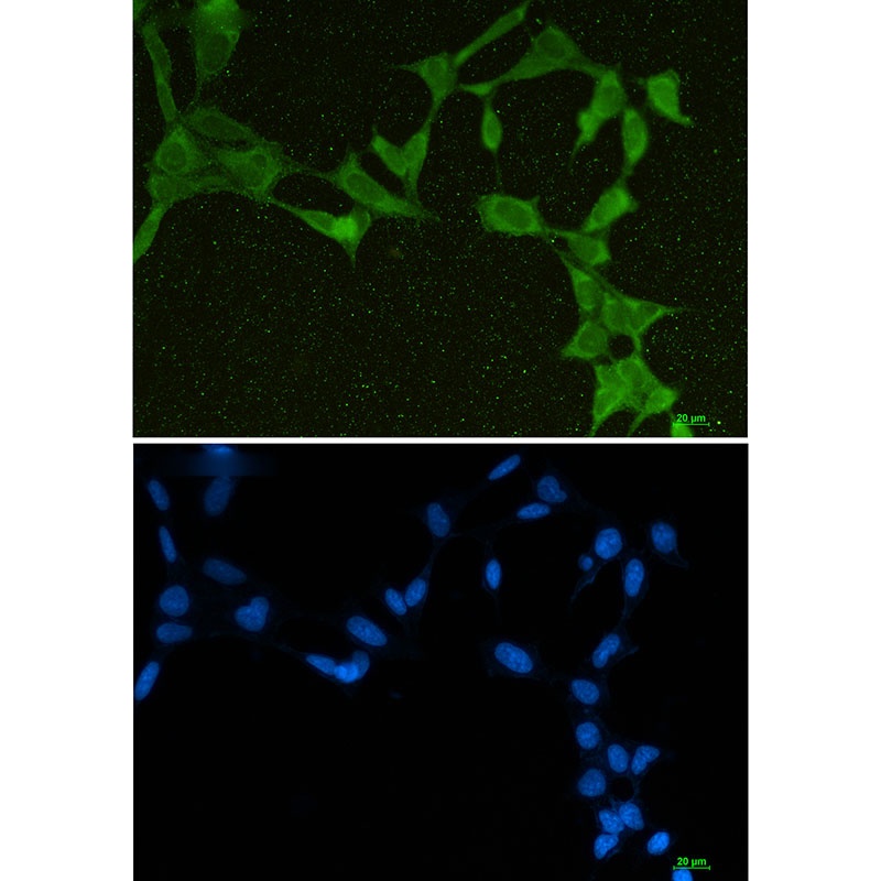 DDX21 Antibody
