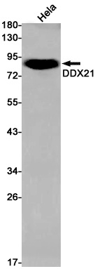 DDX21 Antibody