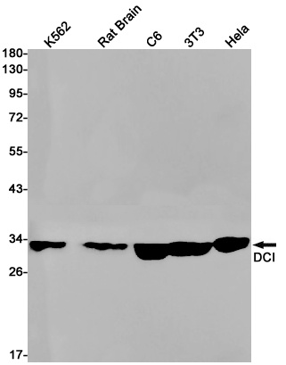 ECI1 Antibody