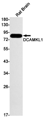 DCLK1 Antibody