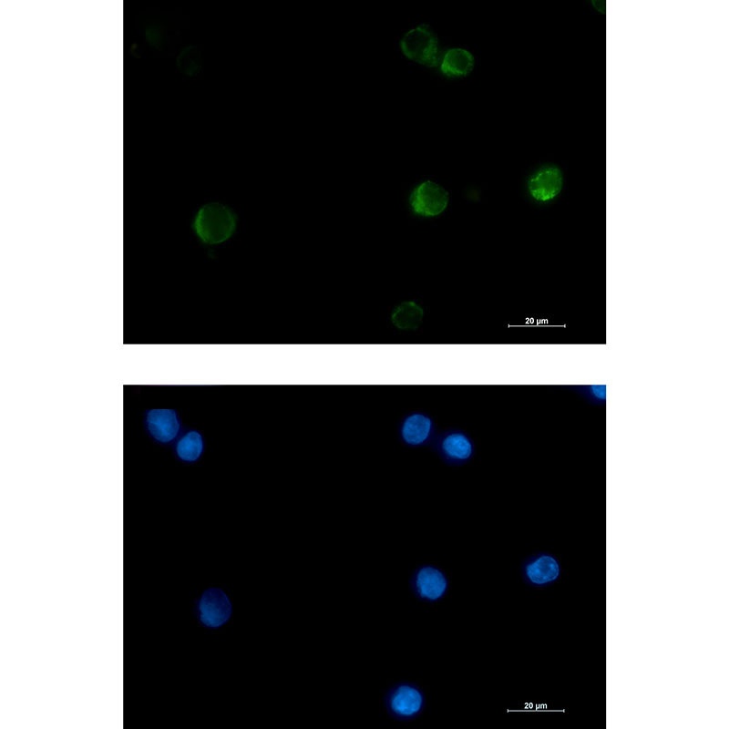 CYCS Antibody