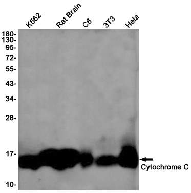 CYCS Antibody