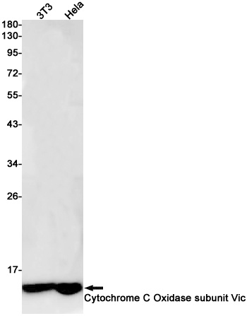 COX6C Antibody