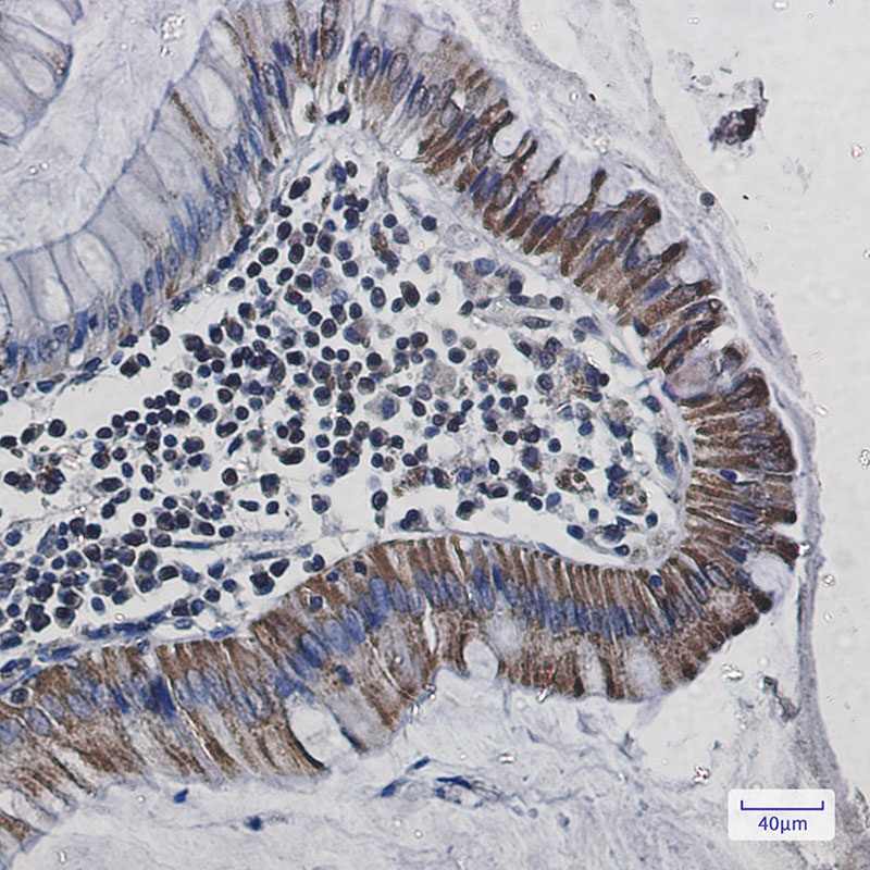 COX6C Antibody