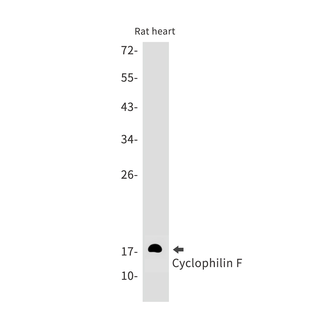 PPIF Antibody
