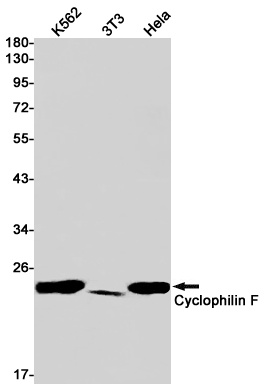 PPIF Antibody