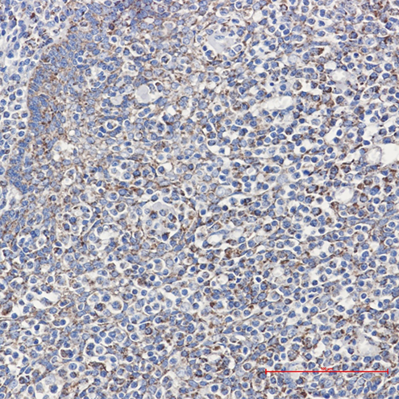 PPIF Antibody