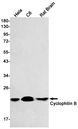 Cyclophilin B Rabbit Monoclonal Antibody