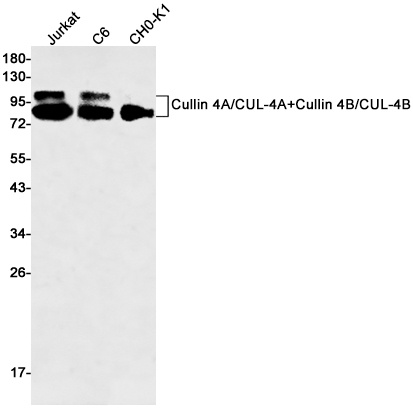 Cullin 4A/4B Rabbit Monoclonal Antibody