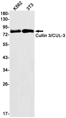 Cullin 3 Rabbit mAb