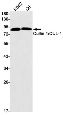 CUL1 Antibody