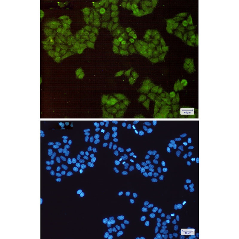 CUL1 Antibody