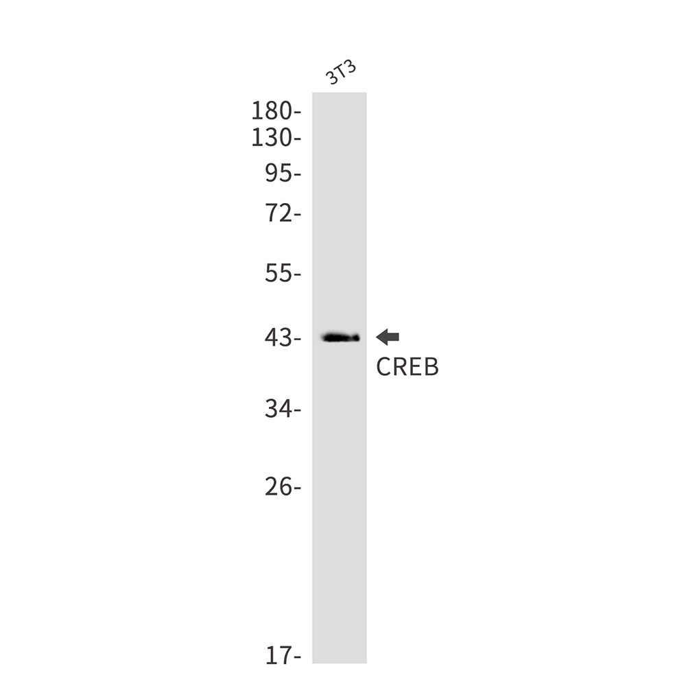 CREB1 Antibody
