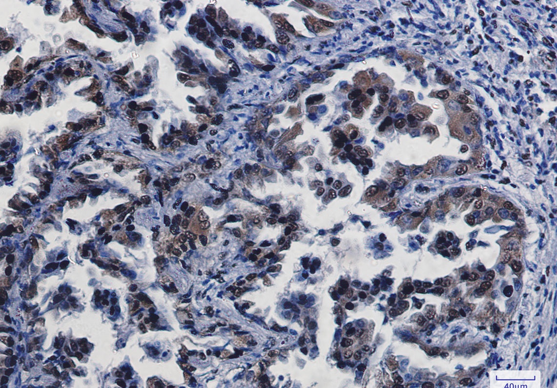 CREB1 Antibody