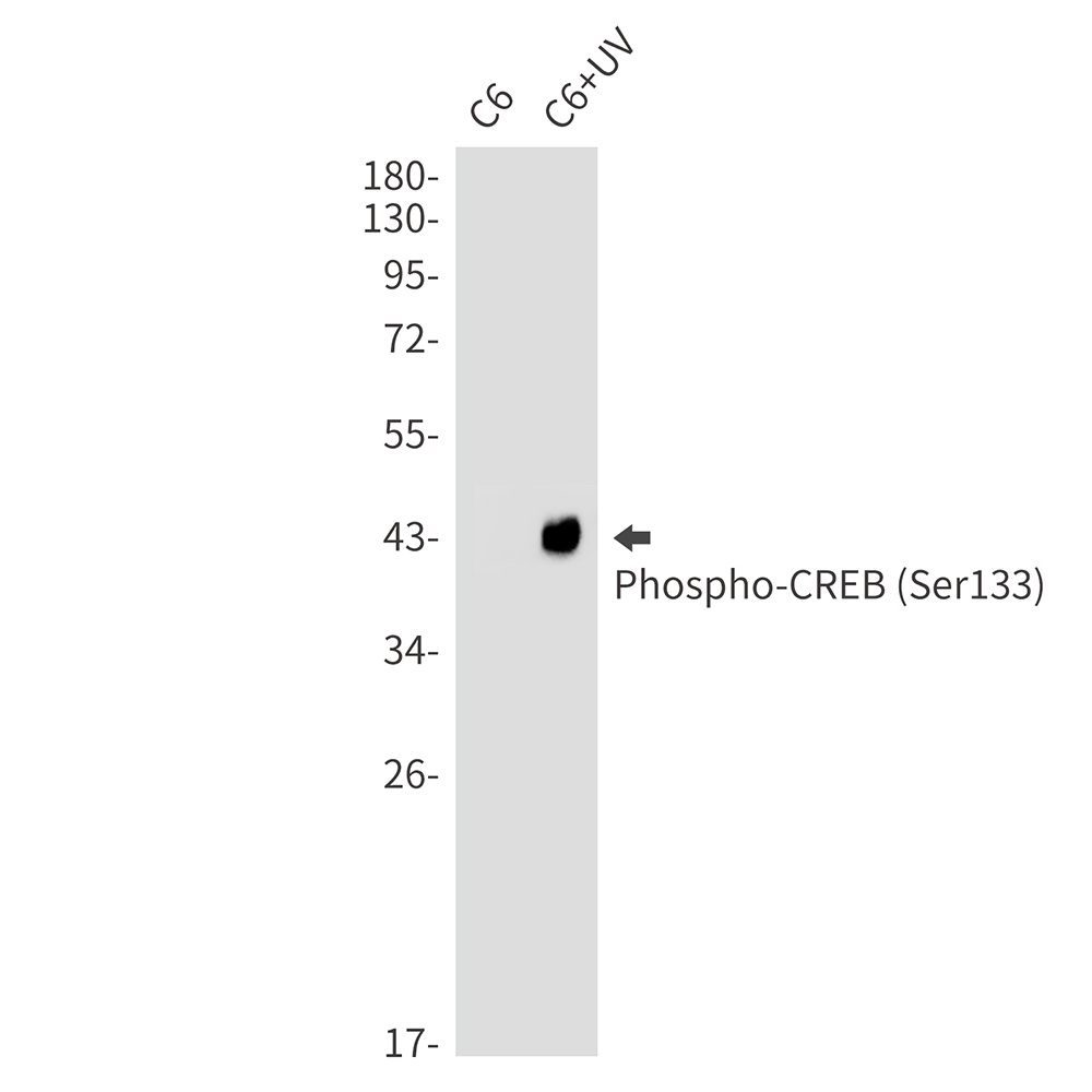 CREB1 Antibody
