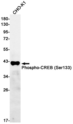 CREB1 Antibody