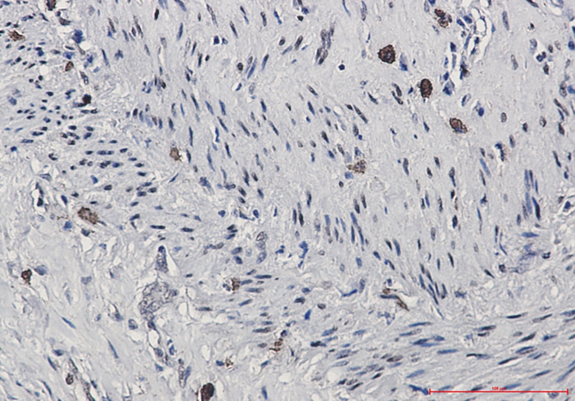 CREB1 Antibody