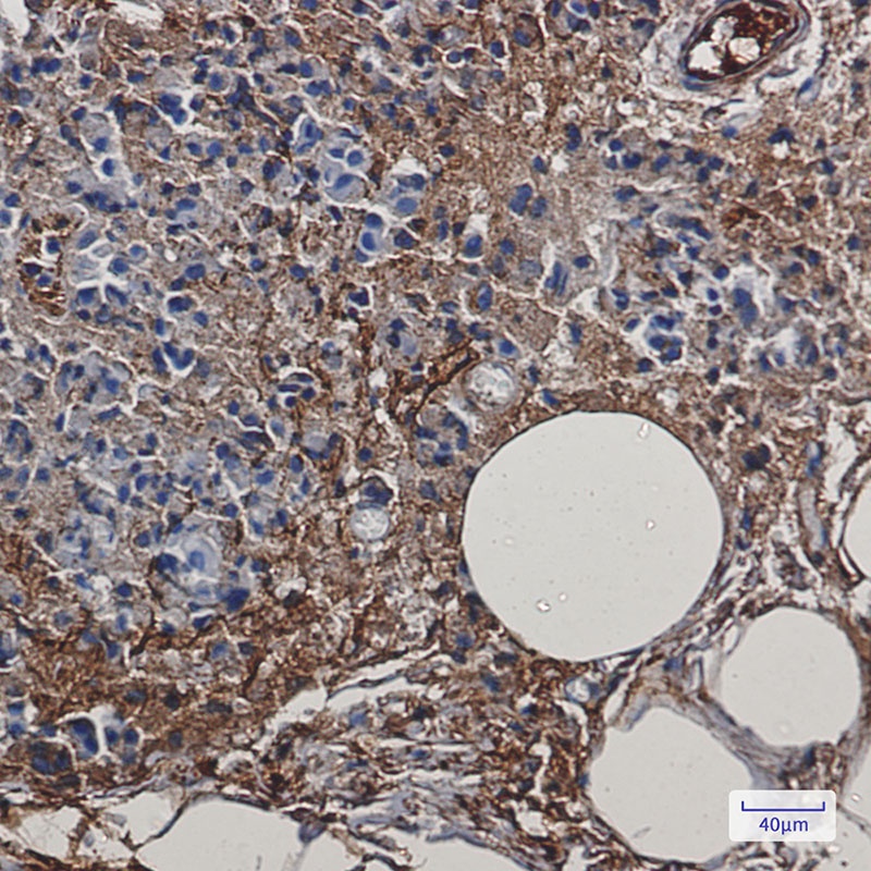 [KD] Creatine Kinase B type Rabbit mAb