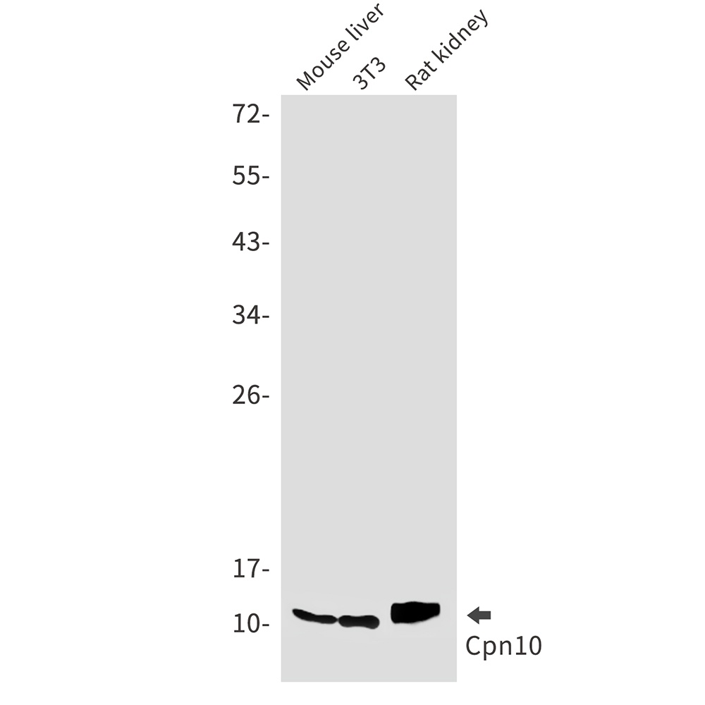 HSPE1 Antibody