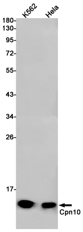 HSPE1 Antibody