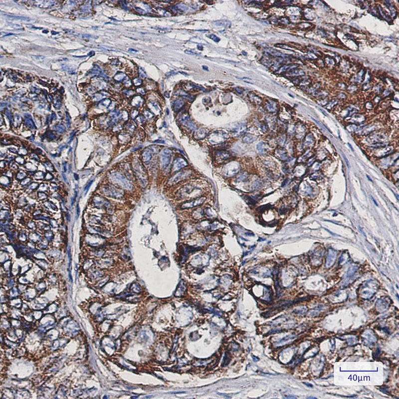 HSPE1 Antibody