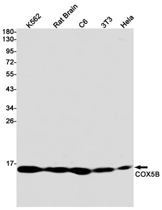 COX5B Antibody