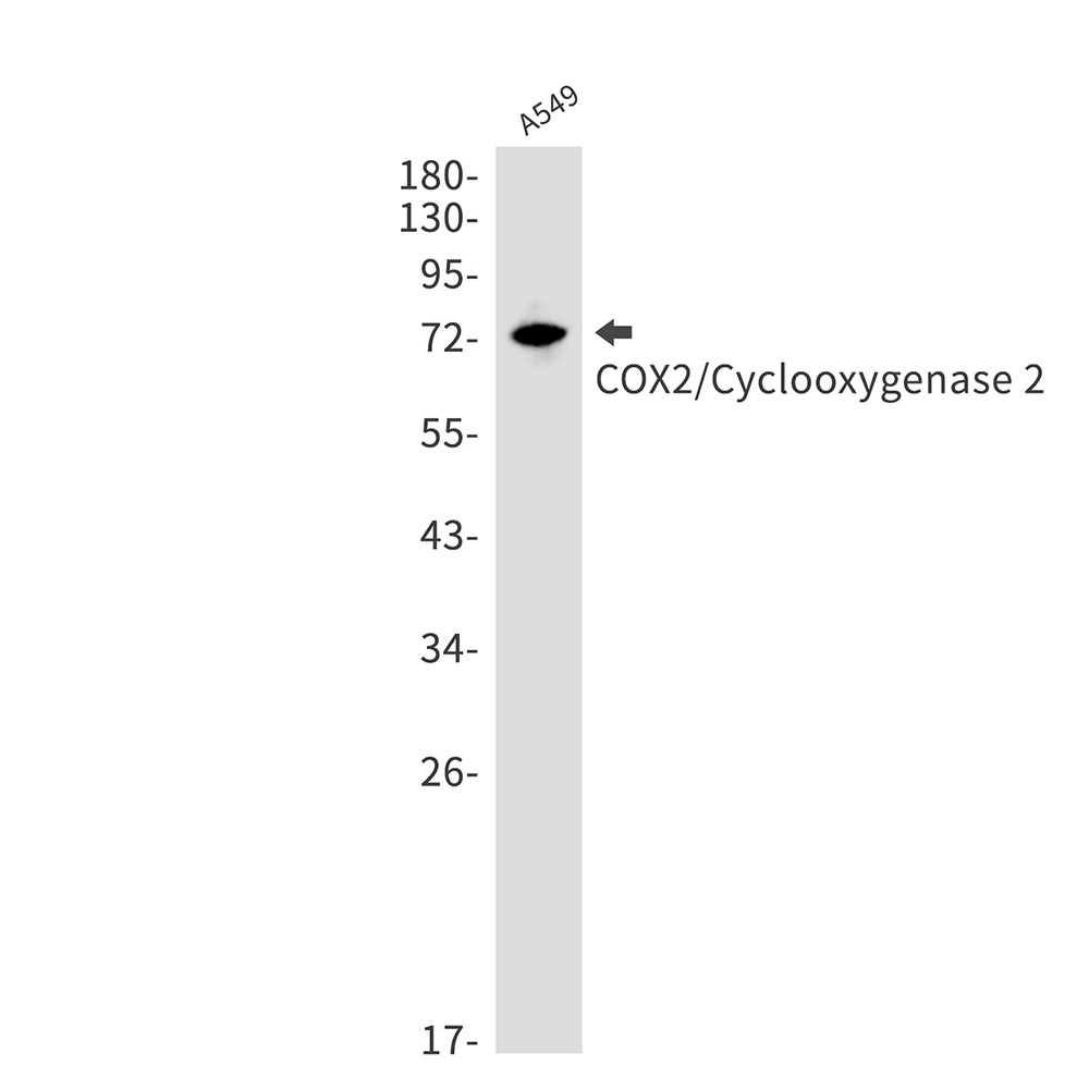 PTGS2 Antibody