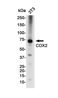 PTGS2 Antibody