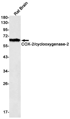 COX2/Cyclooxygenase 2 Rabbit Monoclonal Antibody