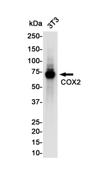 COX2/Cyclooxygenase 2 Rabbit Monoclonal Antibody