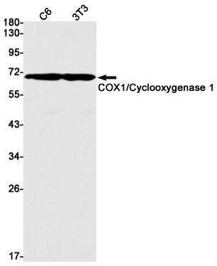 PTGS1 Antibody