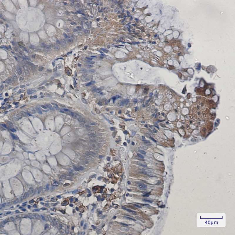 PTGS1 Antibody