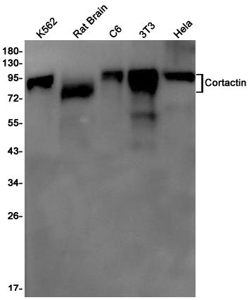 CTTN Antibody