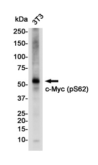 MYC Antibody