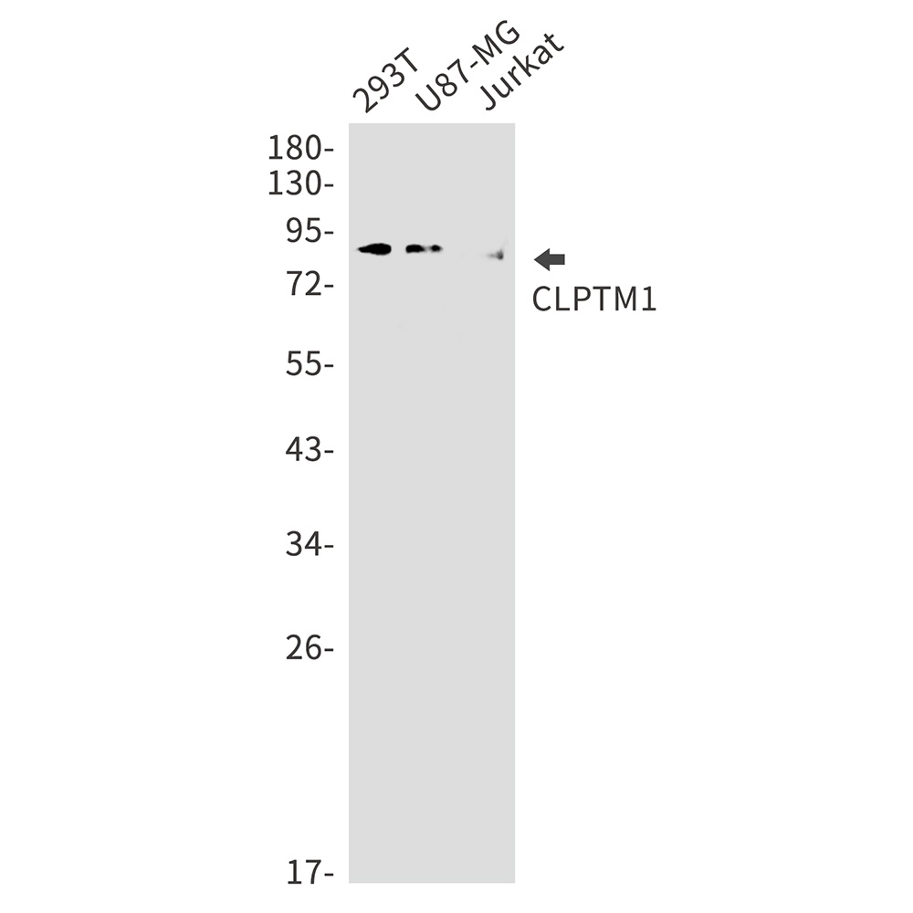 CLPTM1 Rabbit Monoclonal Antibody