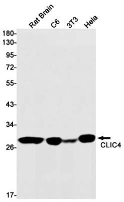 CLIC4 Antibody