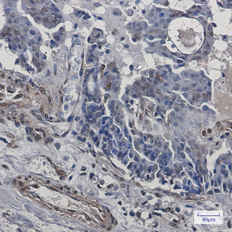 CIP4 Rabbit mAb