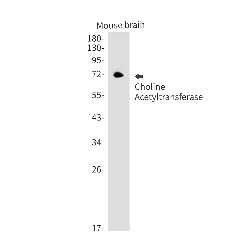 CHAT Antibody