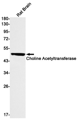 CHAT Antibody