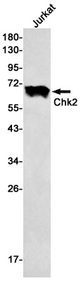 CHEK2 Antibody
