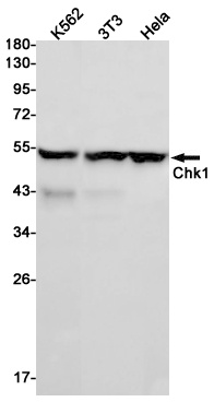CHEK1 Antibody