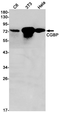 CHEK1 Antibody