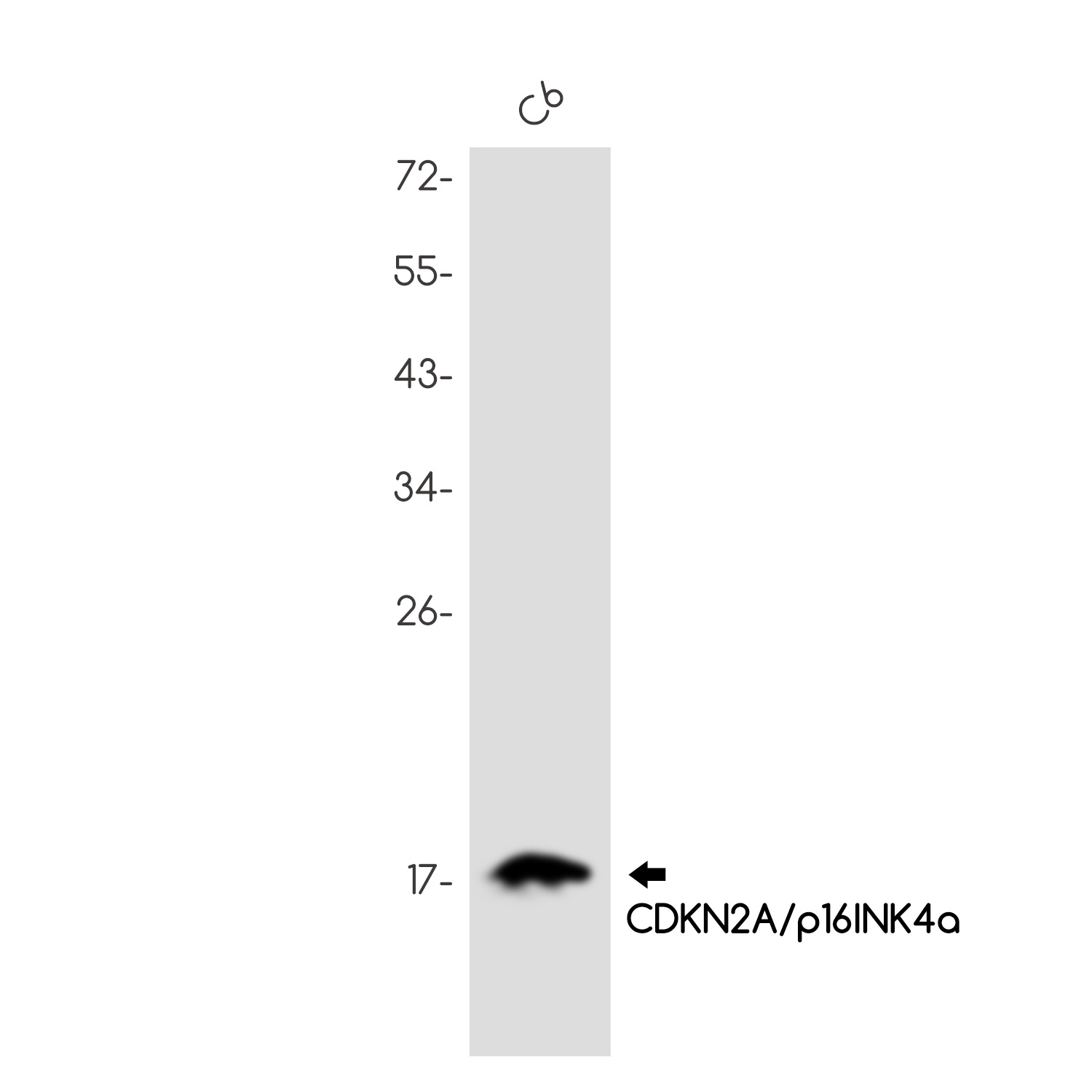 Cdkn2A Antibody
