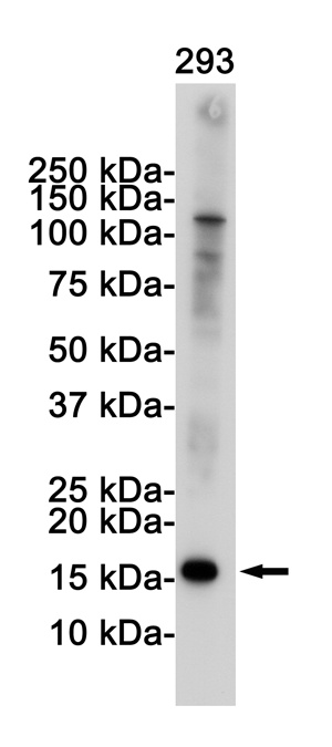 CDKN2A Antibody